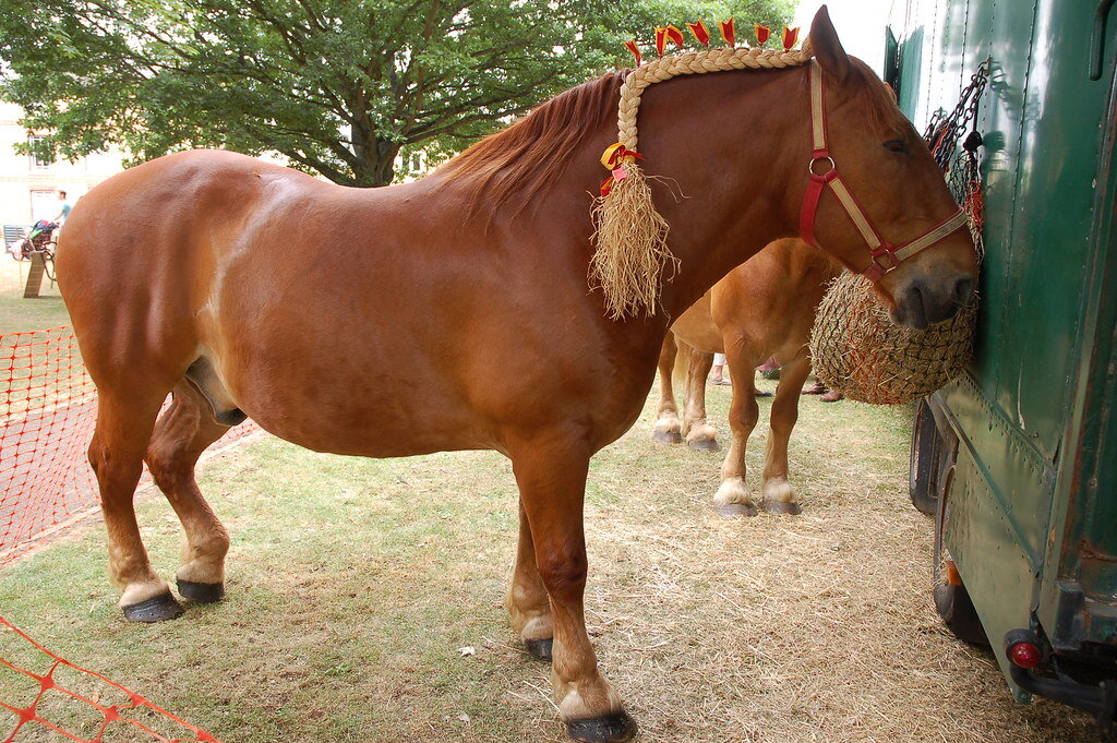 Unleashing the Beauty and Mystique of the Majestic Suffolk Punch Horse