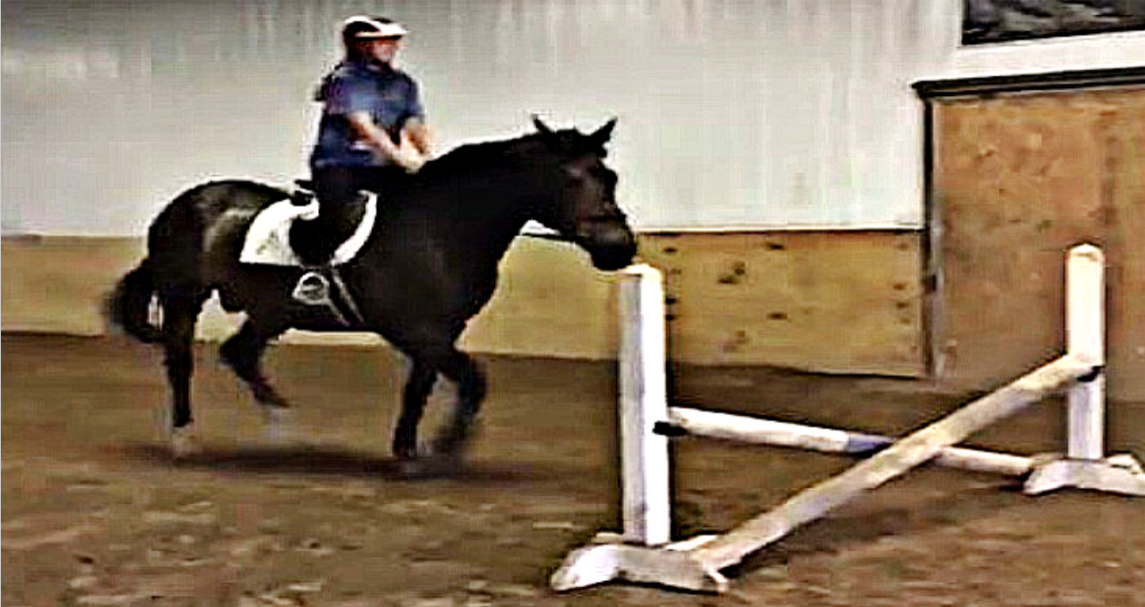 Lazy Horse Decides To Show His Own Jumping Method Horse Spirit