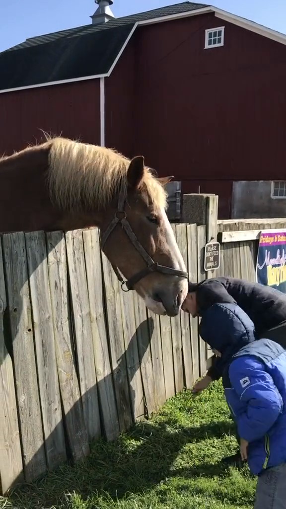 Emotional Moment See How a Horse Expresses His Disappointment When a
