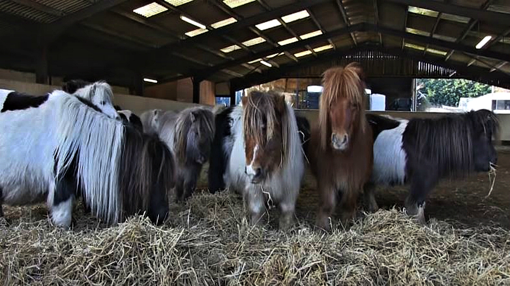 Shetland ponies together