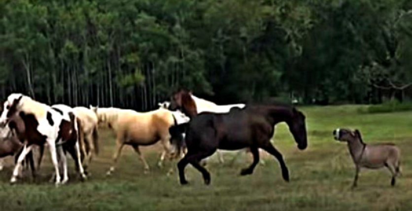 Donkey and horse friendship