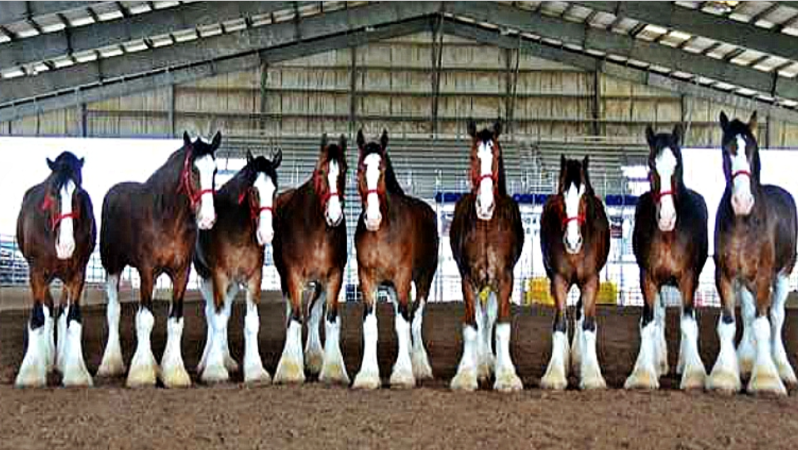 Behind The Man Who Takes Care Of The Famous Budweiser Clydesdales For