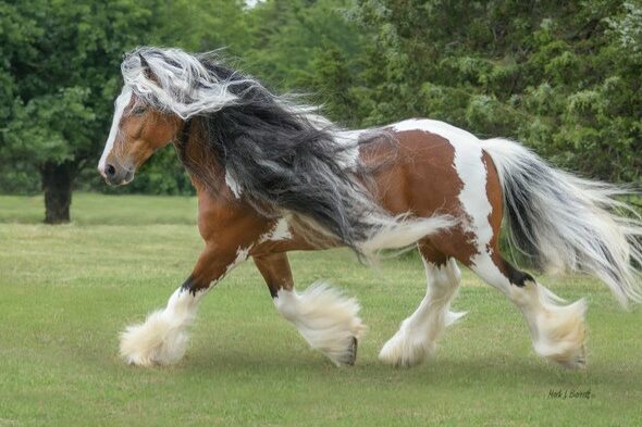 Westmoreland Copper Coin Gypsy Vanner stallion