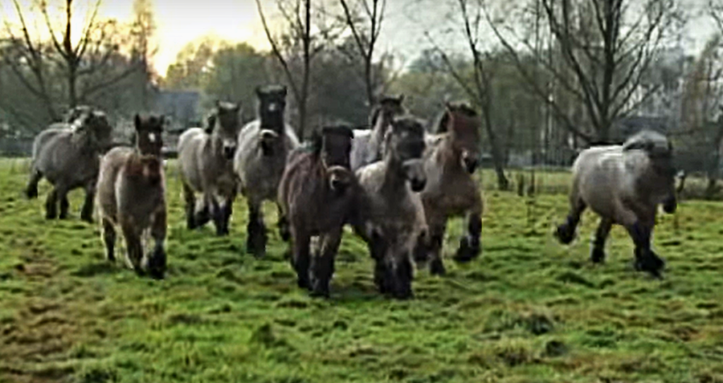 Belgian Draft horses together