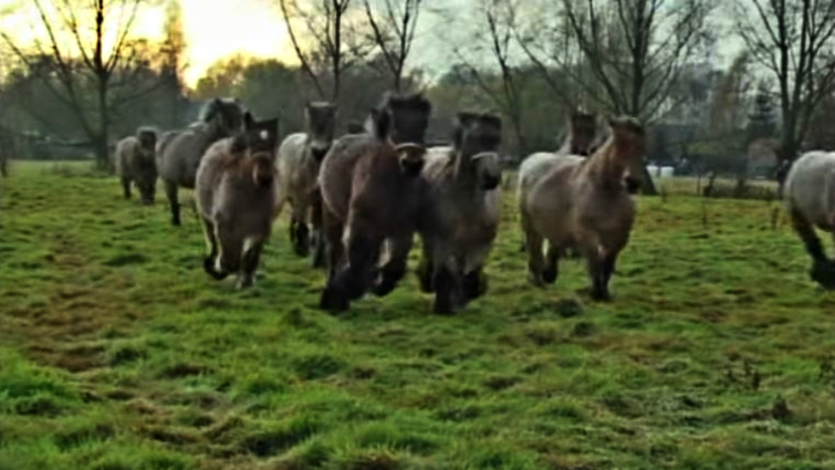 Belgian Draft in motion