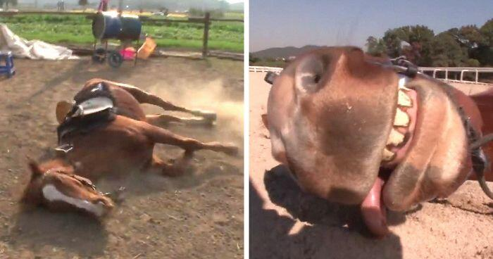 Jingang the horse standing up after playing dead